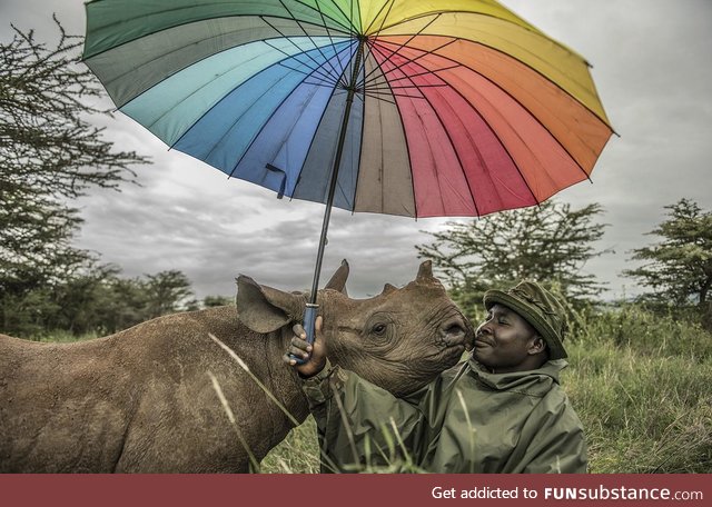 When a 1.5 year old black rhino called Kilifi wants boops, you boop