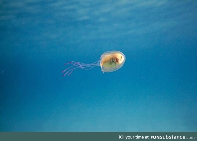 Fishy Fun Day #66: Special Edition, Fish Stuck Inside Jellyfish