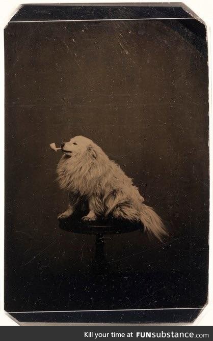 $DOGE life, circa 1875