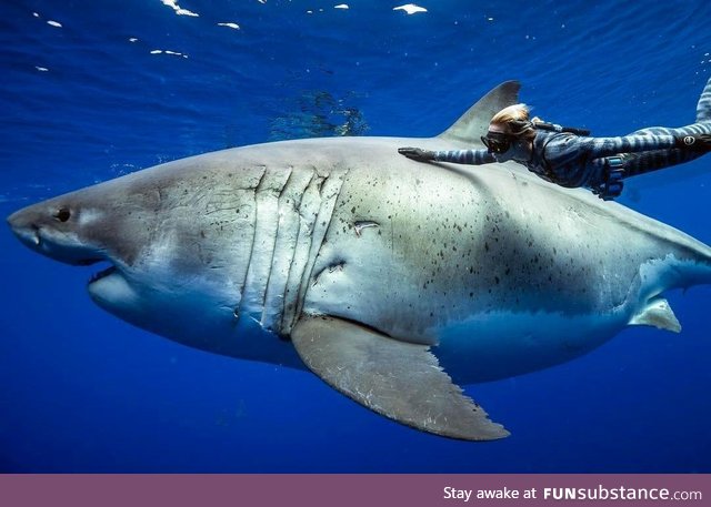 The world's most dangerous predator swimming next to a 21-foot great white shark