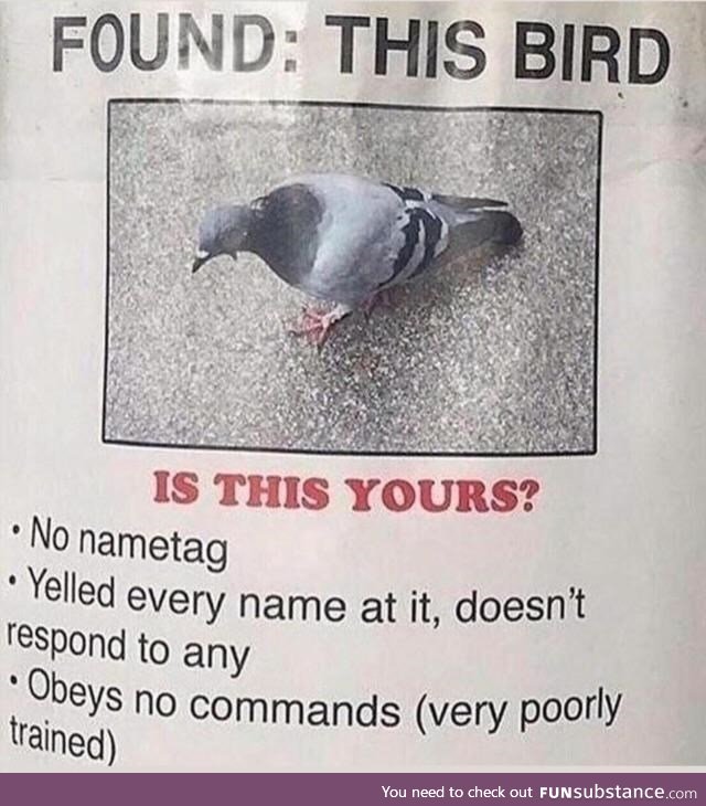 Lost bird