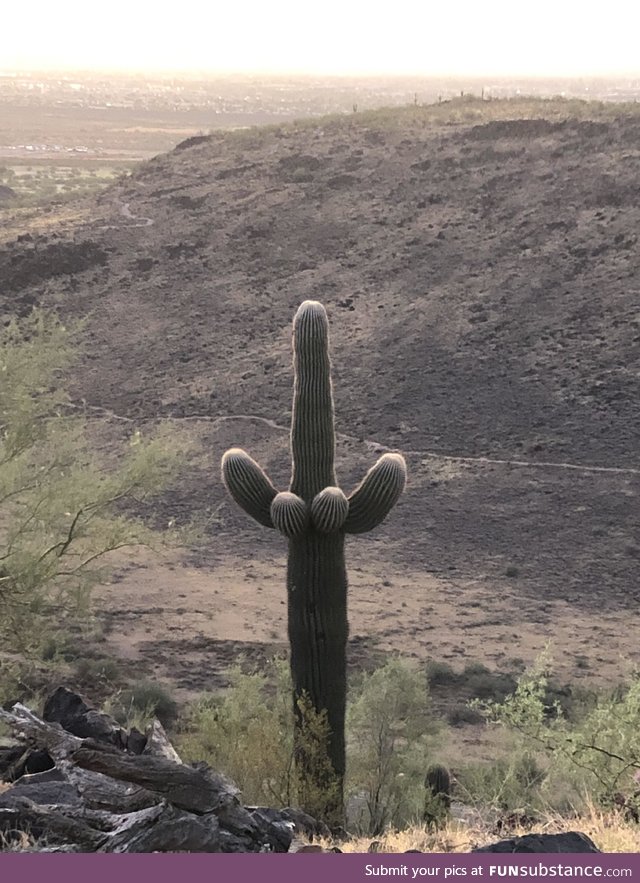 Cacti gone wild