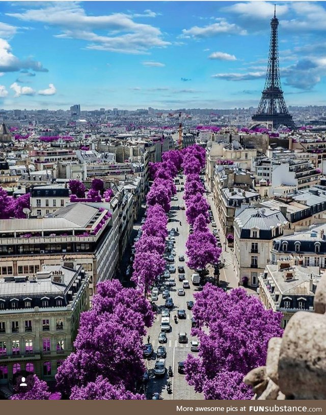 Beautiful trees in Paris