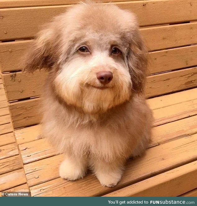 This dog looks like Bob Ross