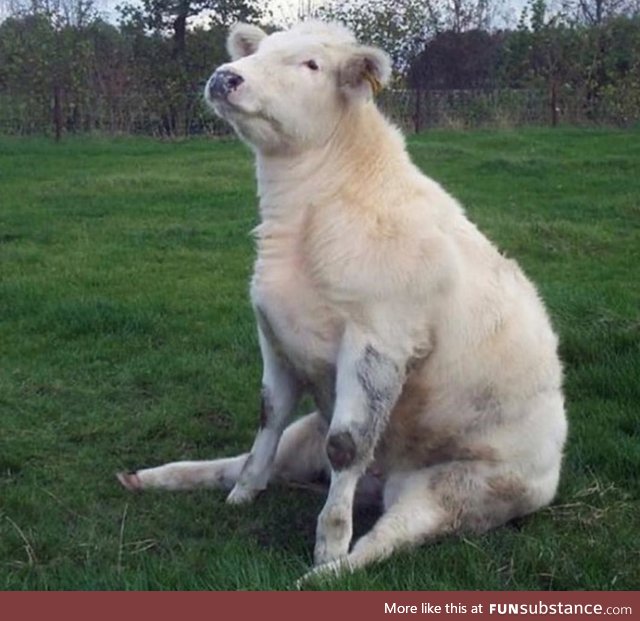 Cow sitting down