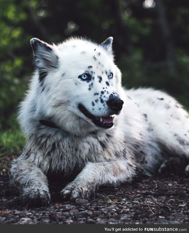 Dalmatian and Husky mix