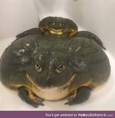 Froggo Fun #235 - When He Super Chonky but You Know He Won't Cheat on You