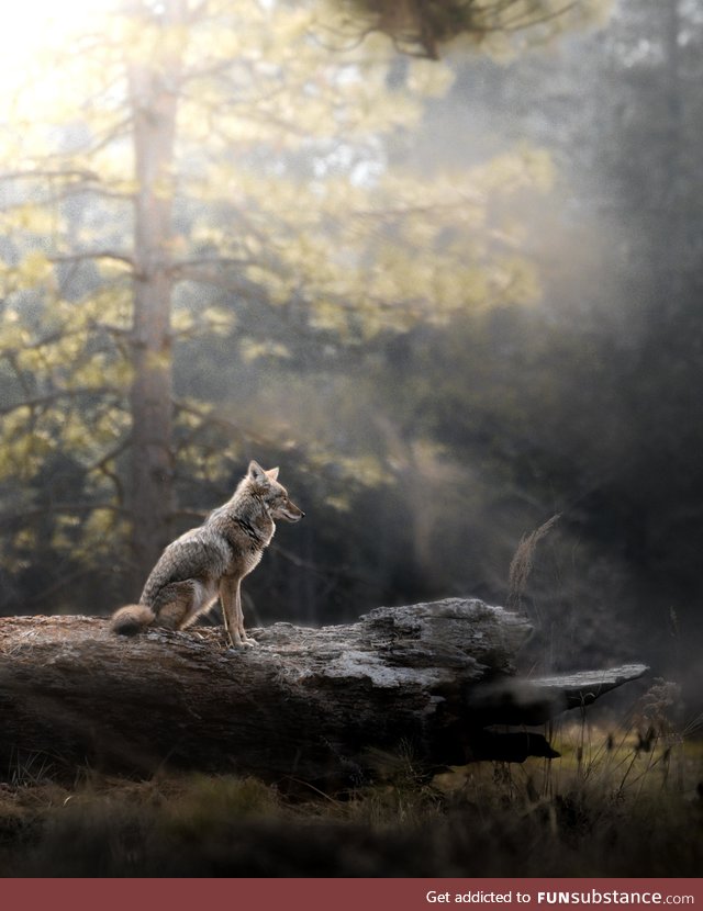 Golden Hour Gazing in Yosemite National Park