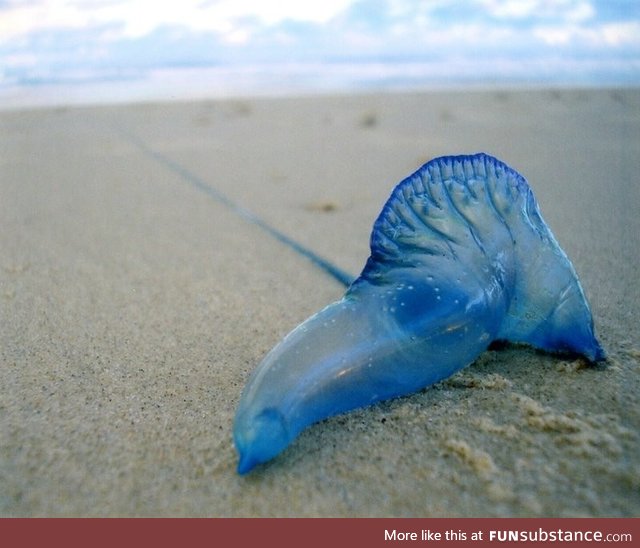 This fish is called a Bluebottle