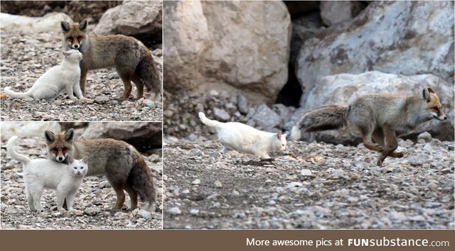 Unusual animal friendships