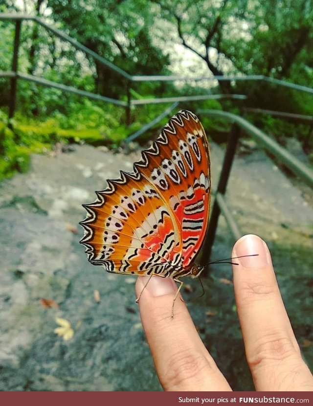 'The Scream' on the wings of a butterfly