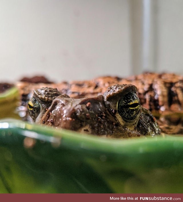 Froggo Fun #242 - The Toad of Judgement Frowns upon Your Shenanigans