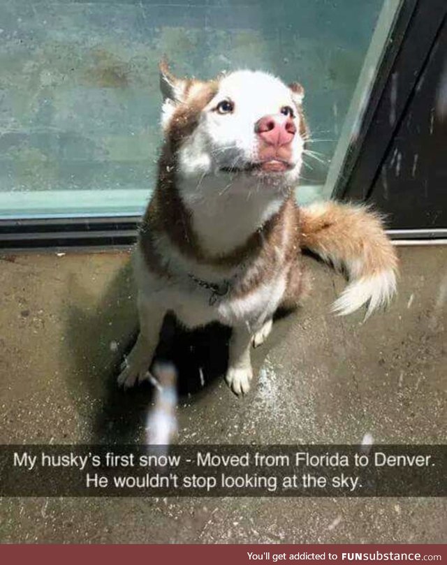 husky