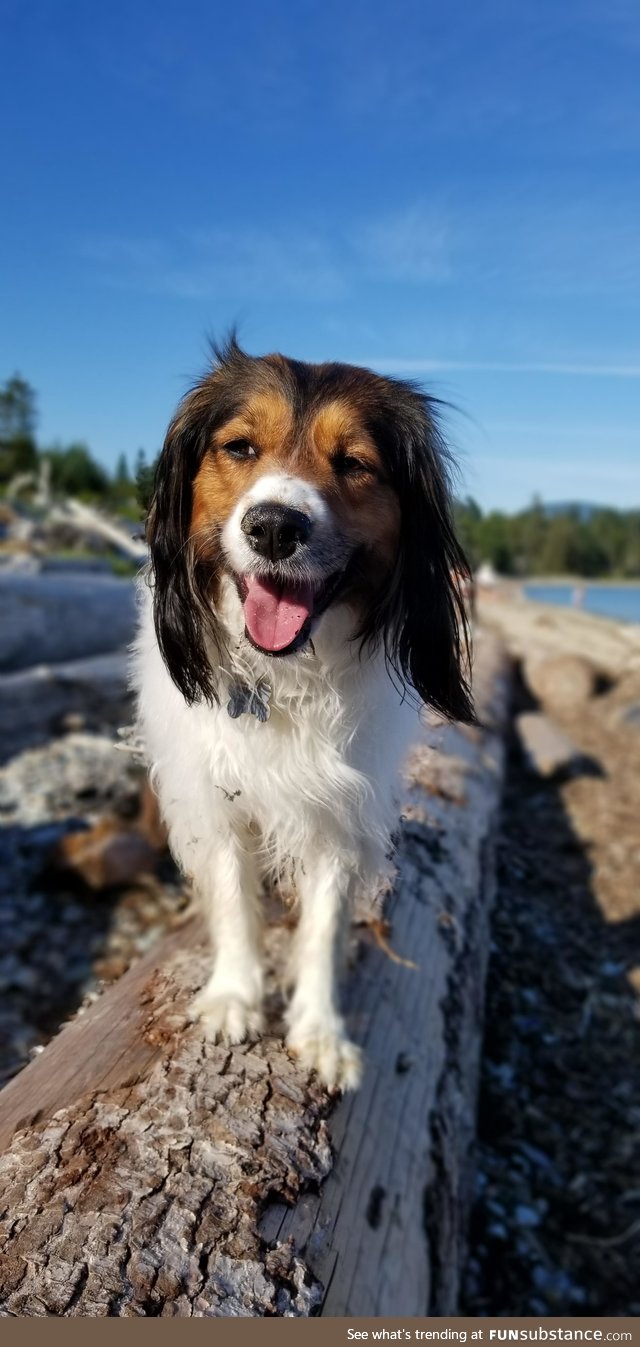 Dog on a log