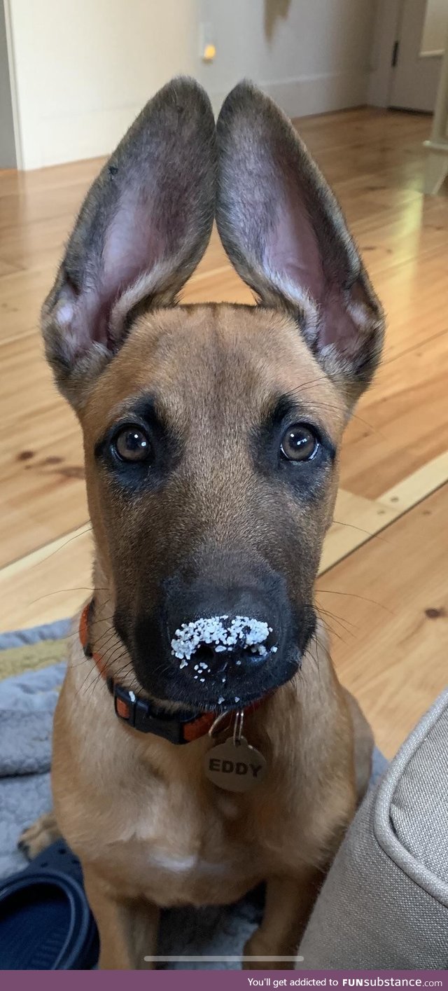 Eddy insists he was not in the cat’s litter box!