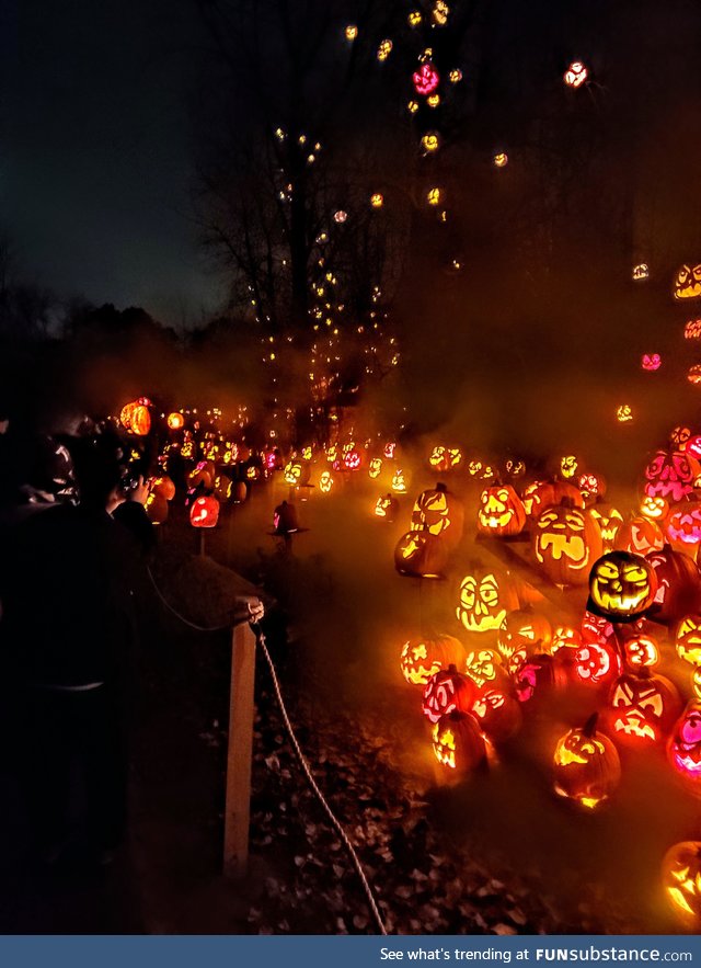 5,000+ Jack o lanterns at the MN zoo!