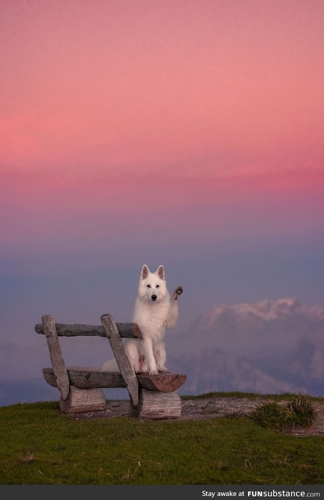 The dog waving to the viewer like a model :)