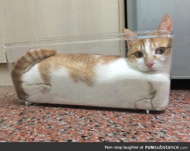 Liquid cat