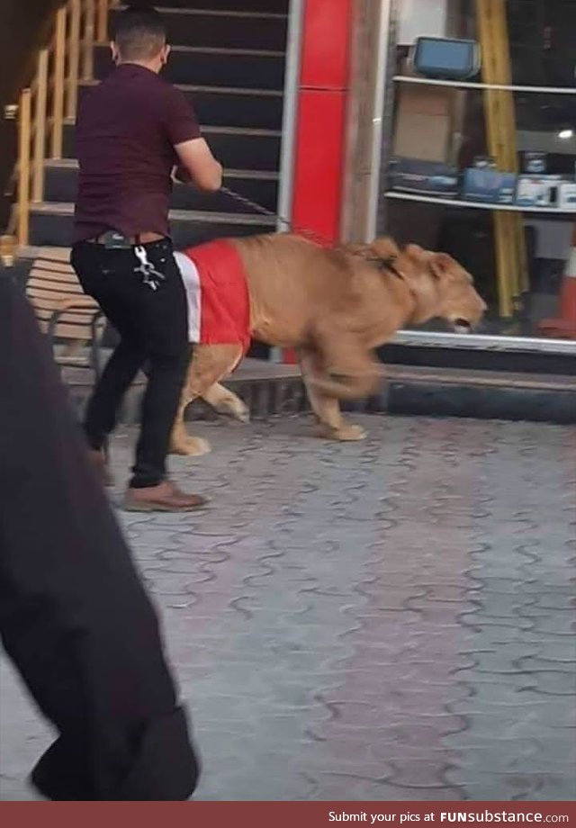 Iraqi protesters bring out lions to counter police dogs