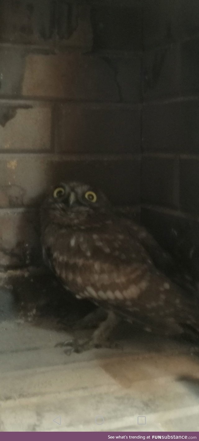 Lets make this owl a meme