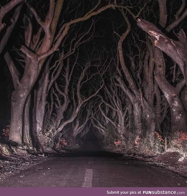 The dark forest, northern ireland