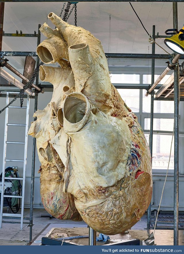 A 200 kg heavy blue whale heart