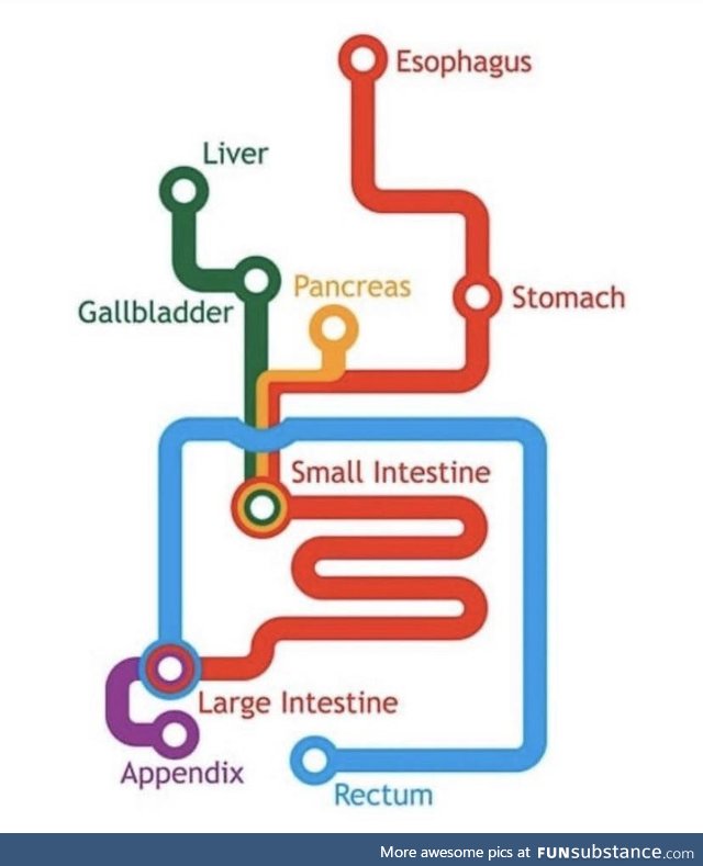 Take a trip down the GI subway