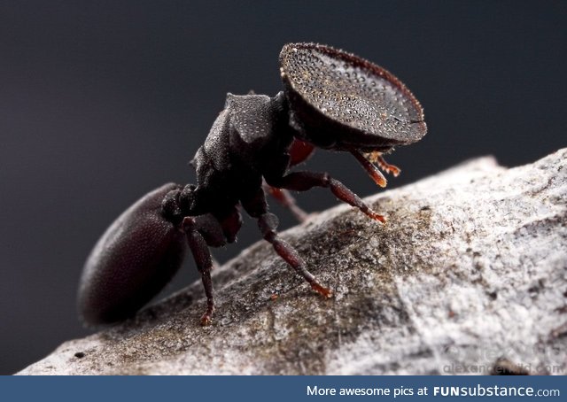 This living door ant has a bowl for a head, used to plug entrances to her nest. Florida