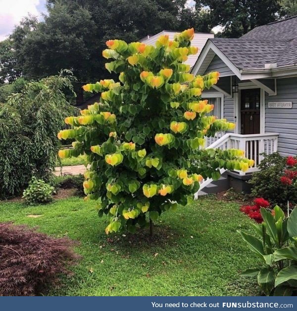 The colour and shape of this trees leaves makes it seem out of focus