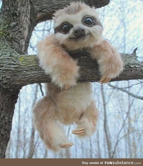 Baby sloth