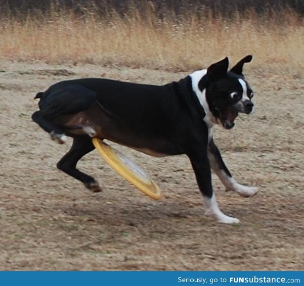 Come to the park they said, we'll have a friendly game of fetch they said