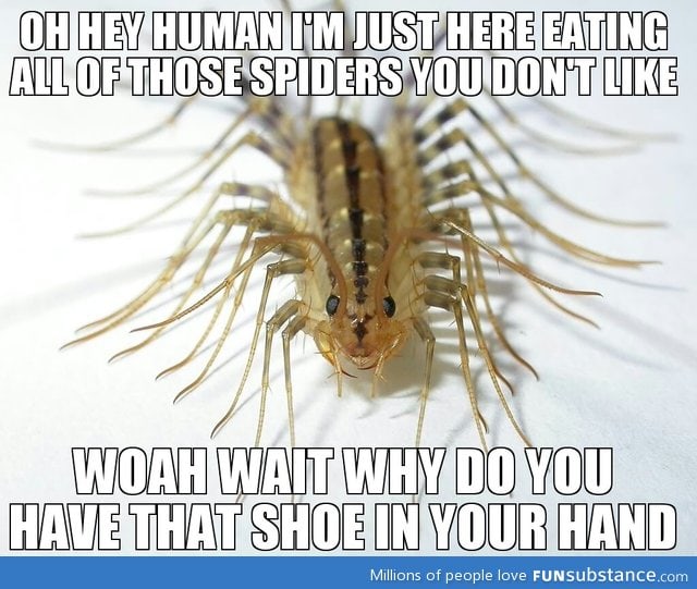 Misunderstood house centipede