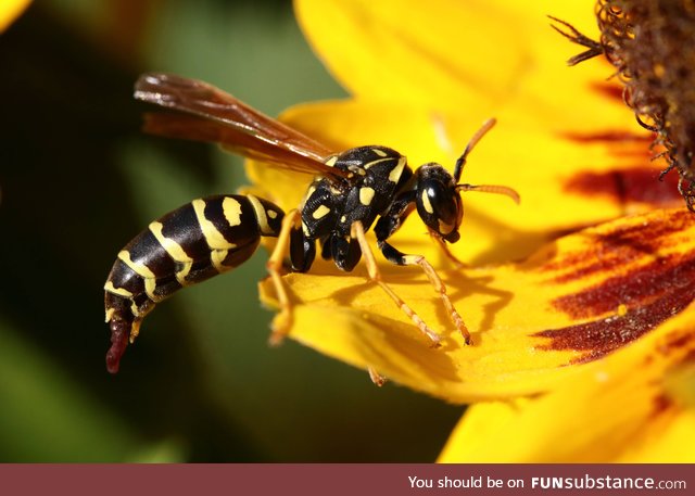 Accidentally took a picture of a wasp taking a dump