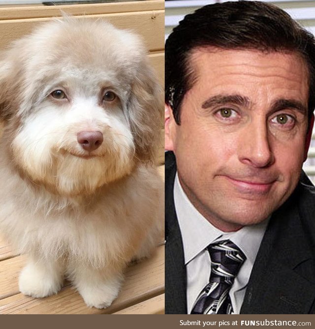 This dog looks like Steve Carell