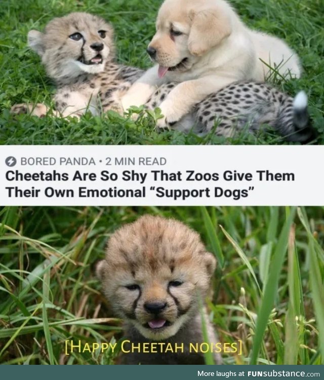 Cheetah