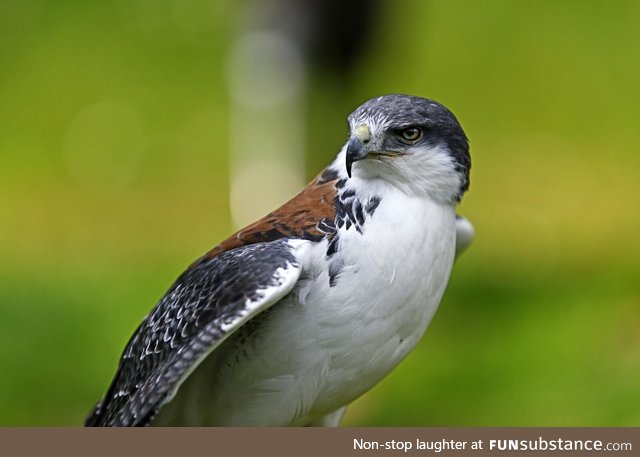 Ridiculously photogenic falcon