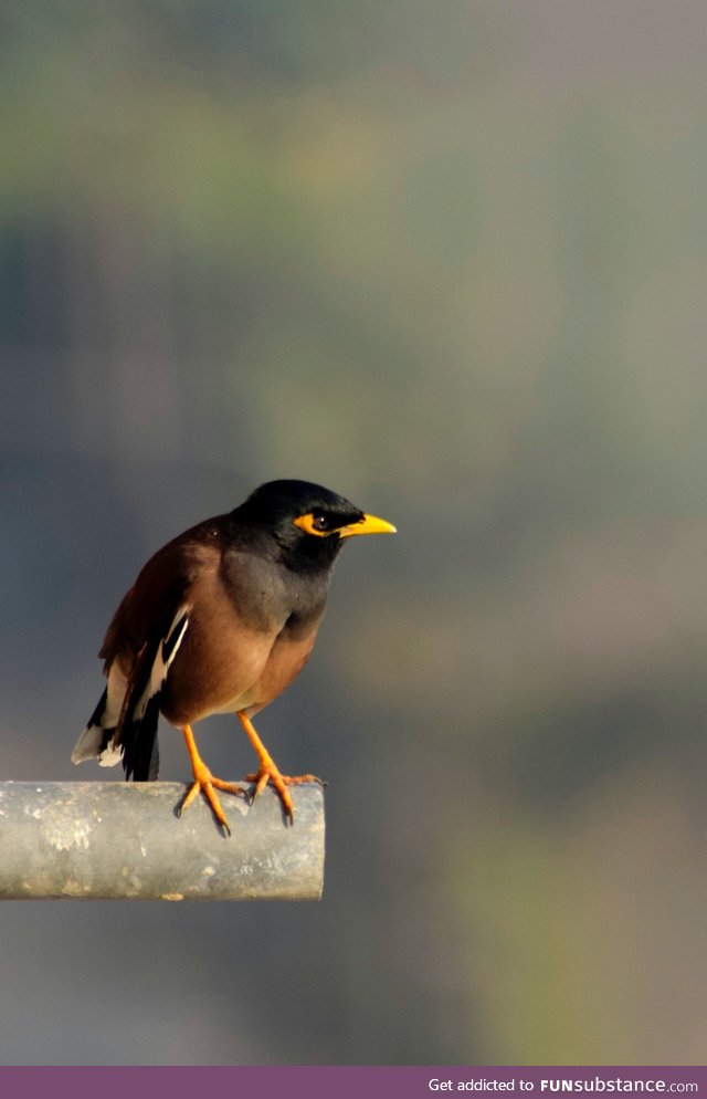 The common myna or Indian myna