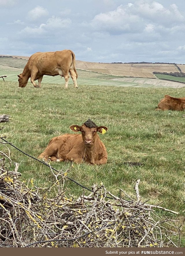 A cow took a shit on another cows head , enjoy