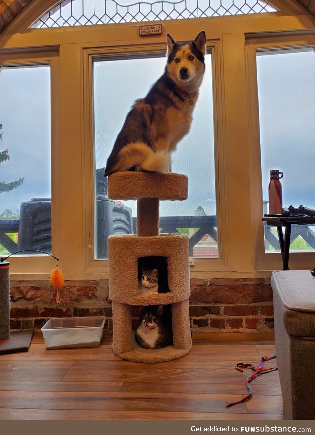 "Cat" tree