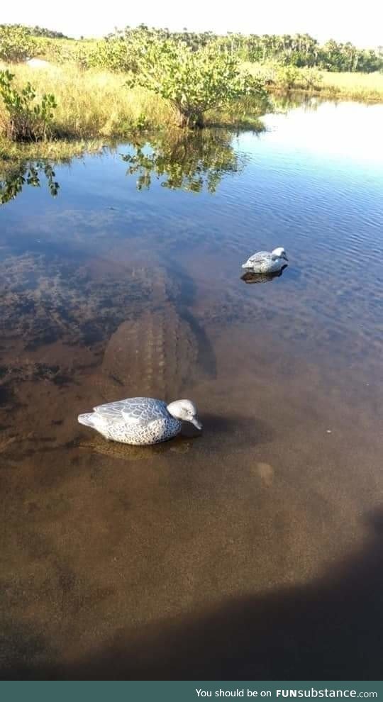 The dinosaur is a master of disguise