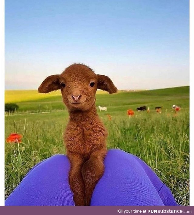 Sometimes you have to take a pause and enjoy a photogenic goat