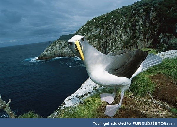 This bird (real) looks like a shitty CGI seagul I cant-