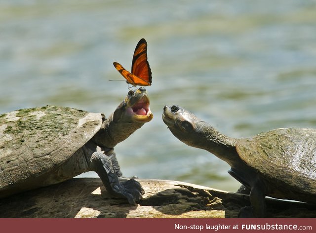 Butterfly On A Turtle's Head