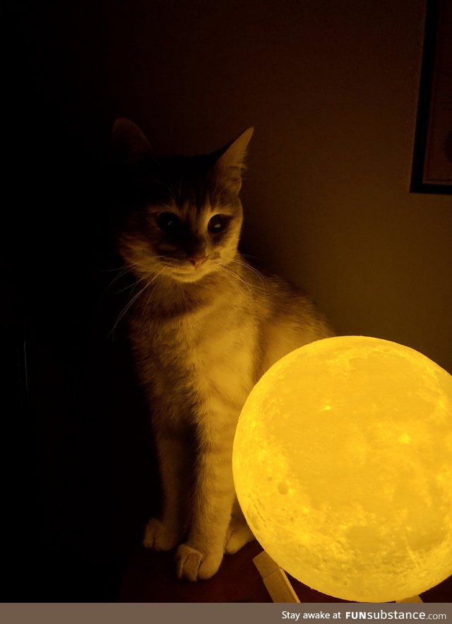 I think my cat is plotting to steal the moon