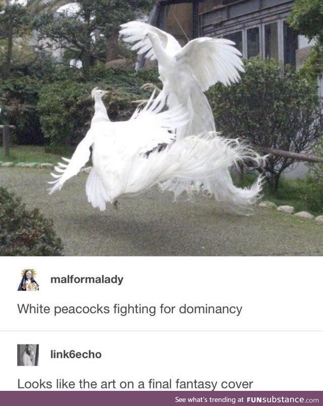 Majestic c*ck fighting