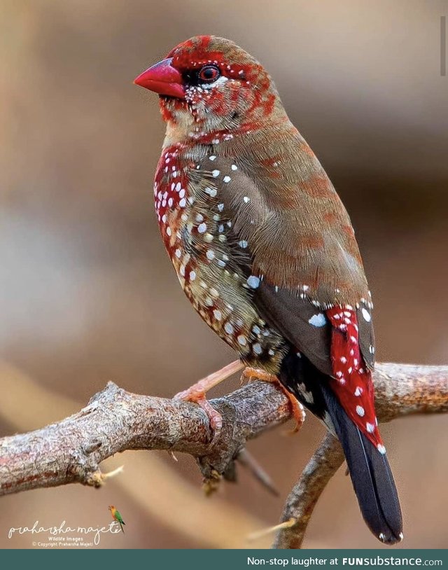 Strawberry finch