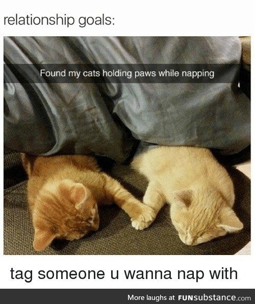 Cat nap