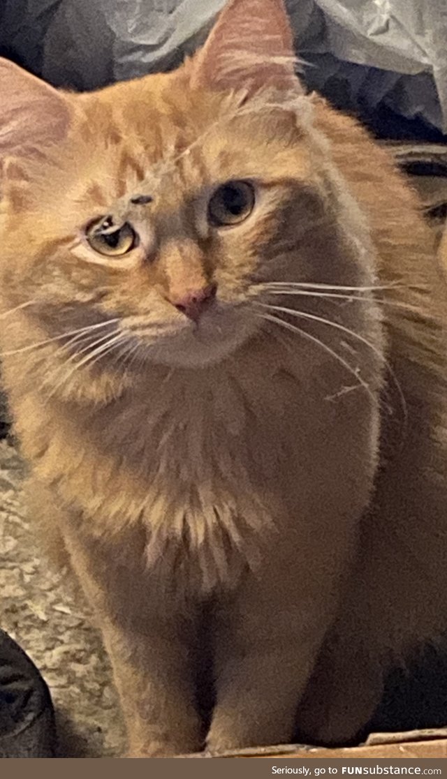 My Cat Allen aka Bubba explaining to me I need to dust under the dresser.