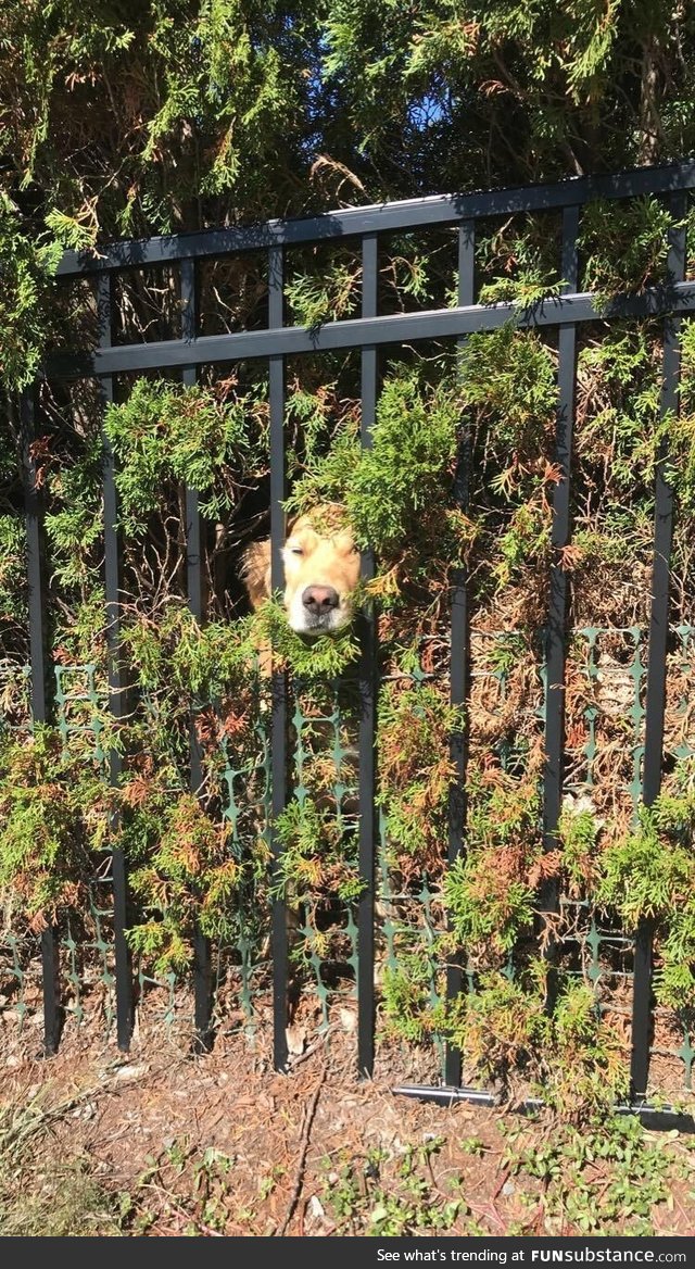 The bush doggo has been summoned!