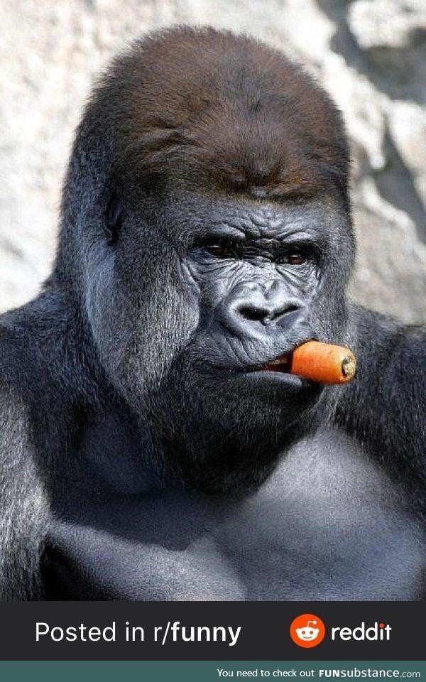 This gorilla looks like he wants pictures of Spider Man on his desk by noon